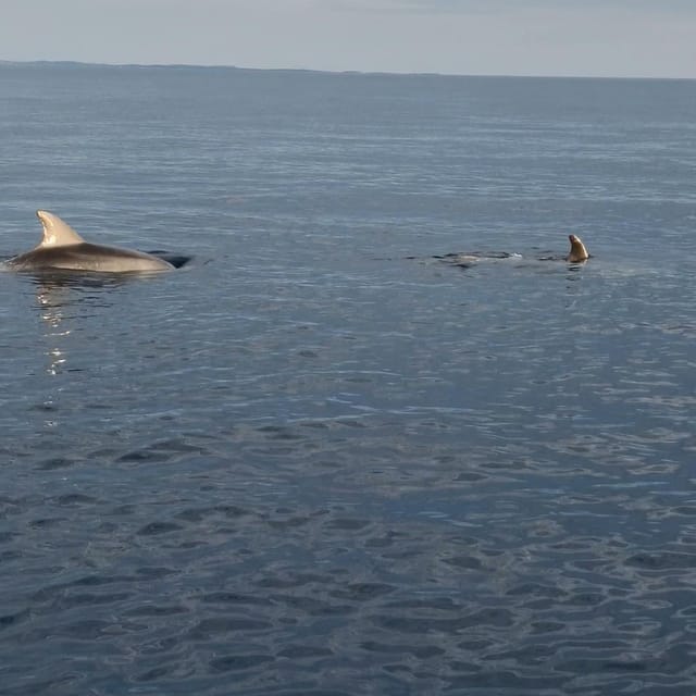 Rovinj: Shared Dolphin and Sunset Tour with Drinks - Shared tour, but still intimate
