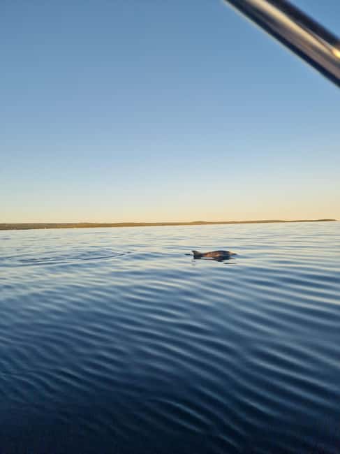 Rovinj: Shared Dolphin and Sunset Tour with Drinks - What to bring (and what to leave at home)