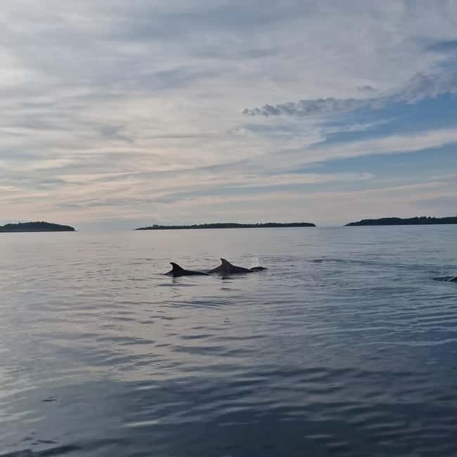 Rovinj: Shared Dolphin and Sunset Tour with Drinks - The money question: is $57 good value?