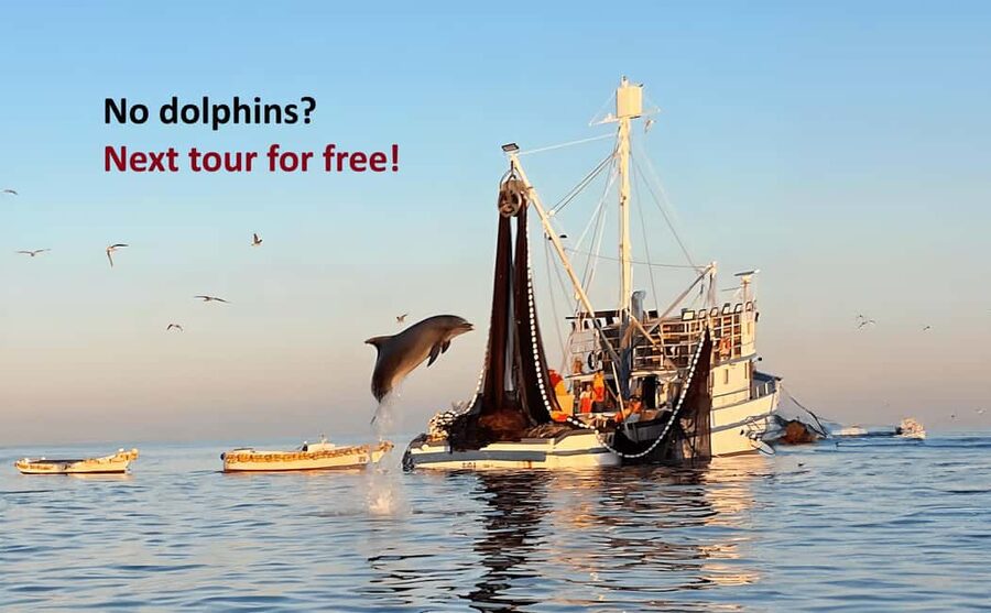 Rovinj: Sunrise Dolphins & Fishermen at Work Speedboat Tour - Close dolphin action near working fishing boats