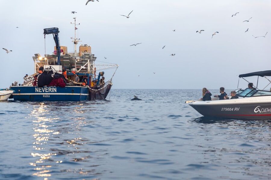 Rovinj: Sunrise Dolphins & Fishermen at Work Speedboat Tour - What the boat feels like on daybreak