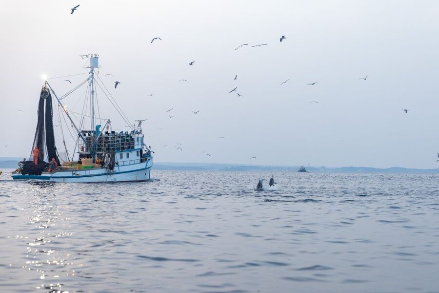 Rovinj: Sunrise Dolphins & Fishermen at Work Speedboat Tour - Price and value: is $93 worth it?