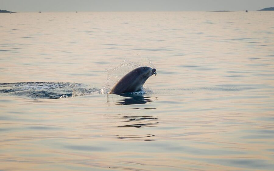 Rovinj: Sunrise Dolphins & Fishermen at Work Speedboat Tour - The 105-minute plan: a tight morning with clear pacing