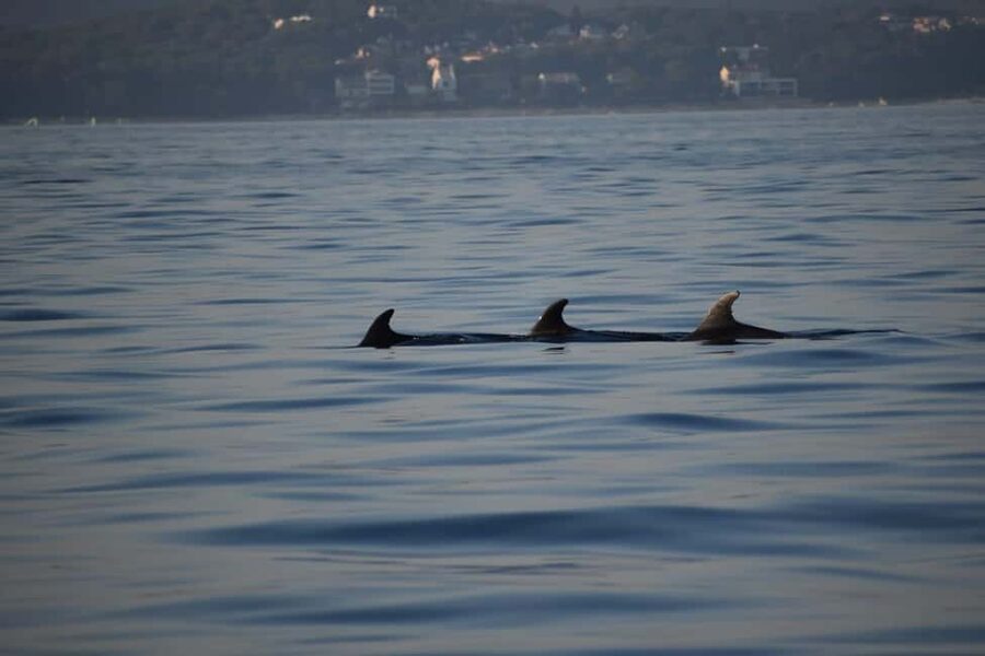 Rovinj: Sunset & dolphin group tours with Catamaran - Why This Feels Personal: Smaller Groups on a Self-Built Catamaran