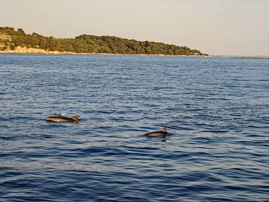 Rovinj: Sunset & dolphin group tours with Catamaran - Massimo’s Local Storytelling: History You Can Actually Picture