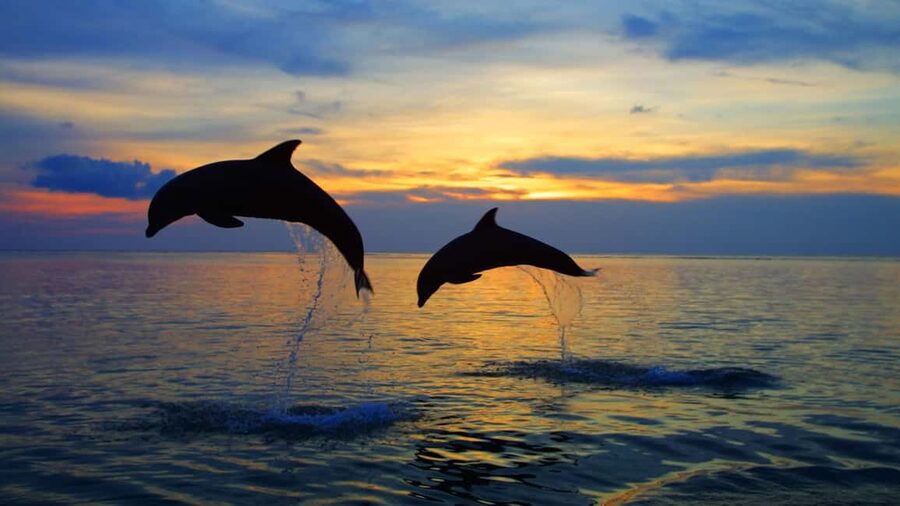 Rovinj: Sunset Speedboat Tour with Dolphin Watching - Key highlights before you go