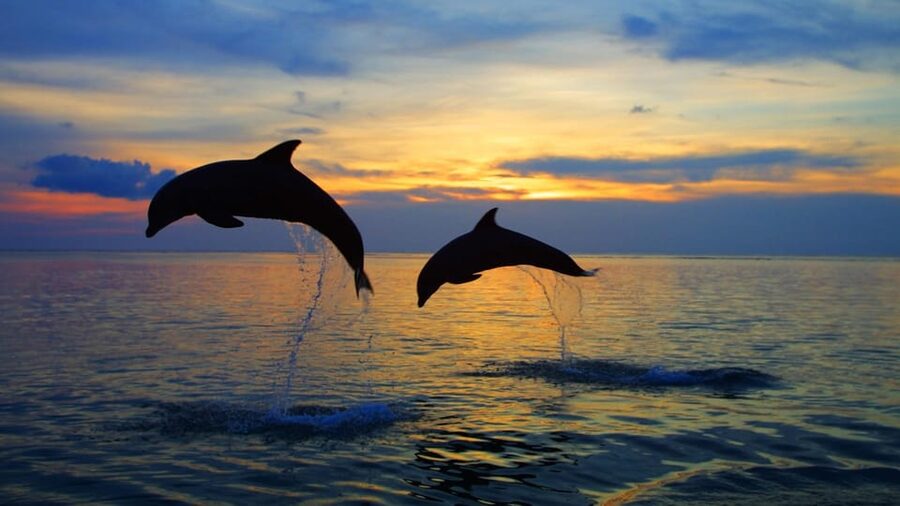 Rovinj: Sunset Speedboat Tour with Dolphin Watching - Price and value: is $35 worth it?