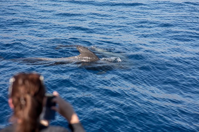 Royal Delfin - 2Hour Sustainable Dolphin & Whale Watching Mini Cruise - Price and value for $36.20: what you’re really paying for
