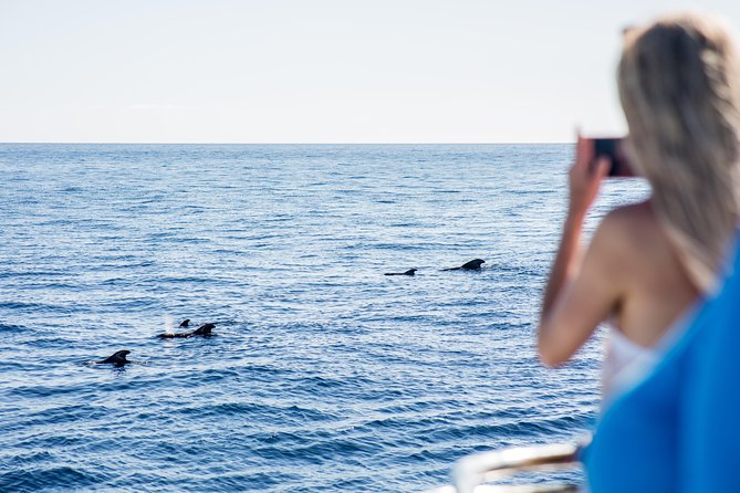 Royal Delfin - 2Hour Sustainable Dolphin & Whale Watching Mini Cruise - Wildlife spotting expectations: pilot whales, dolphins, and why some days feel better