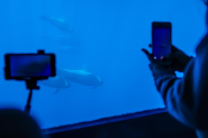 Royal Delfin 3H Dolphin & Whale Watching! Swimming & Lunch! - The Royal Delfín catamaran and the 16-window underwater show