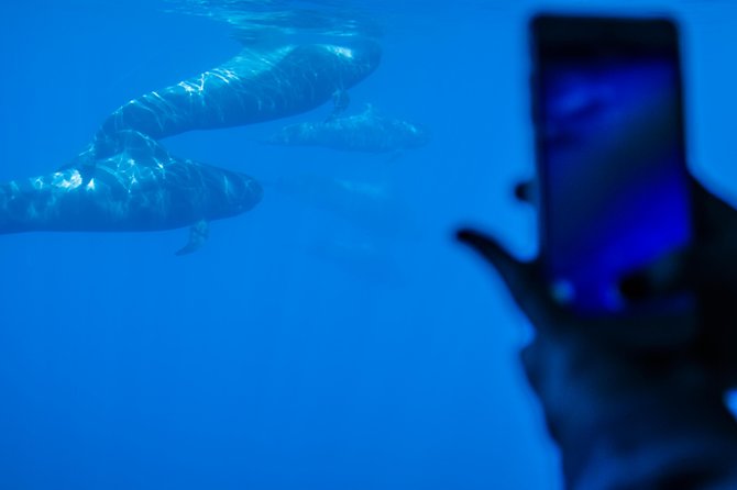 Royal Delfin 3H Dolphin & Whale Watching! Swimming & Lunch! - Lunch and drinks at sea: what’s included, and what to expect