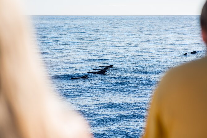 Royal Delfin 3H Dolphin & Whale Watching! Swimming & Lunch! - Deck strategy and comfort: how to avoid the worst congestion