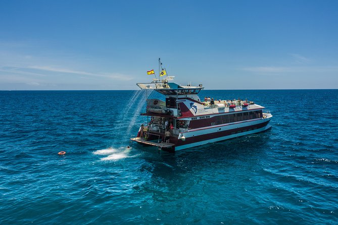 Royal Delfin 3H Dolphin & Whale Watching! Swimming & Lunch! - Price and value: is $60.15 fair for 3 hours?