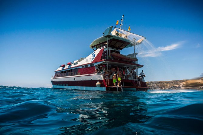 Royal Delfin 3H Dolphin & Whale Watching! Swimming & Lunch! - Spotting whales and dolphins: what “natural habitat” really means