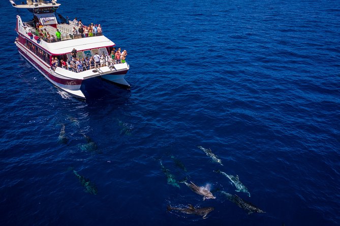 Royal Delfin - 4'5H Dolphin & Whale Watching - Los Gigantes Masca - Lunch & Swim - Lunch and drinks: included, social, and sometimes basic