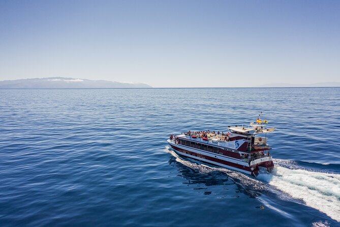 Royal Delfin - 4'5H Dolphin & Whale Watching - Los Gigantes Masca - Lunch & Swim - Underwater viewing windows: why this matters for spotting cetaceans