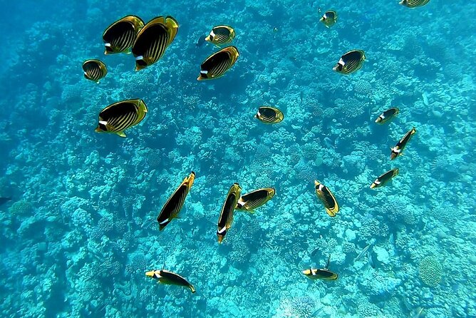 Royal Dolphin House Sea Trip Hurghada - Key highlights worth knowing before you go