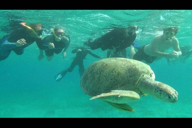 Royal Dolphin House Sea Trip Hurghada - Royal Dolphin House: what Dolphin House time really means