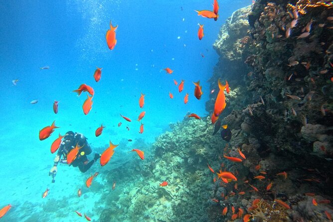 Royal Dolphin House Sea Trip Hurghada - Who should book this Royal Dolphin House sea trip?
