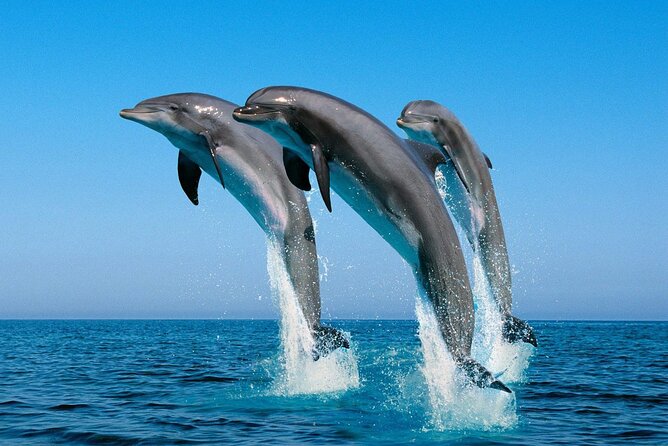 ROYAL Dolphin House & Water Sports Snorkeling Sea Trip - Hurghada - Price and value: $10 base fare, plus real-world add-ons