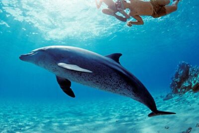 ROYAL Dolphin House & Water Sports Snorkeling Sea Trip - Hurghada - Dolphin House: your best shot at dolphins in their natural setting