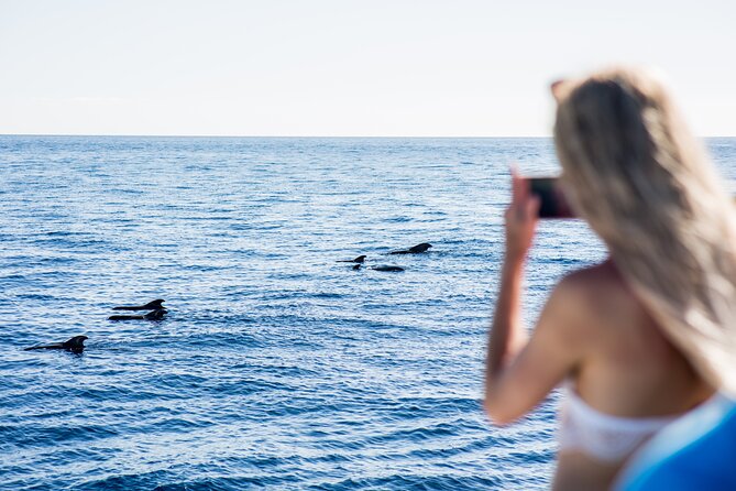 Royal Dolphin Whale watching excursion - The Royal Delfin boat setup: windows, live deck feed, and best places to watch