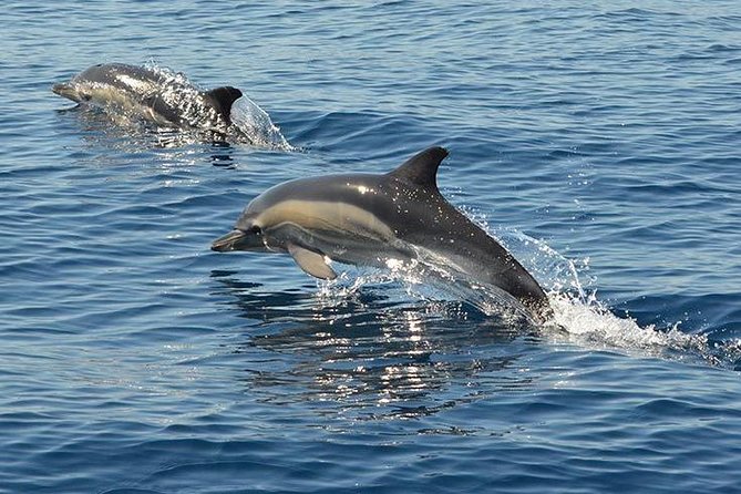 Safari & Boat Tour - Mountains & Dolphins - Dolphins: how to handle the “search” part