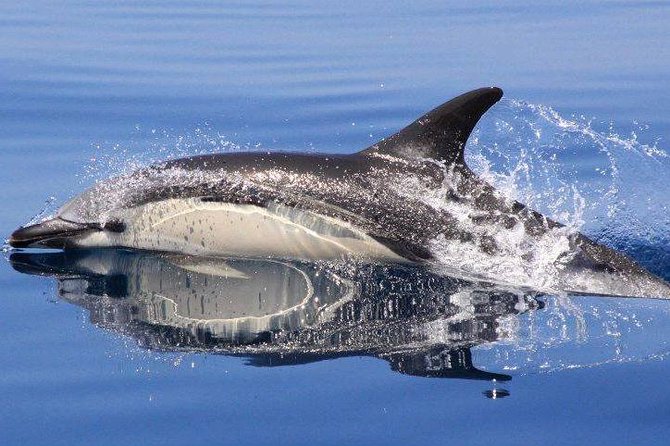Safari & Boat Tour - Mountains & Dolphins - The Land Rover Safari Through Cork Country and Roman-Arab Villages