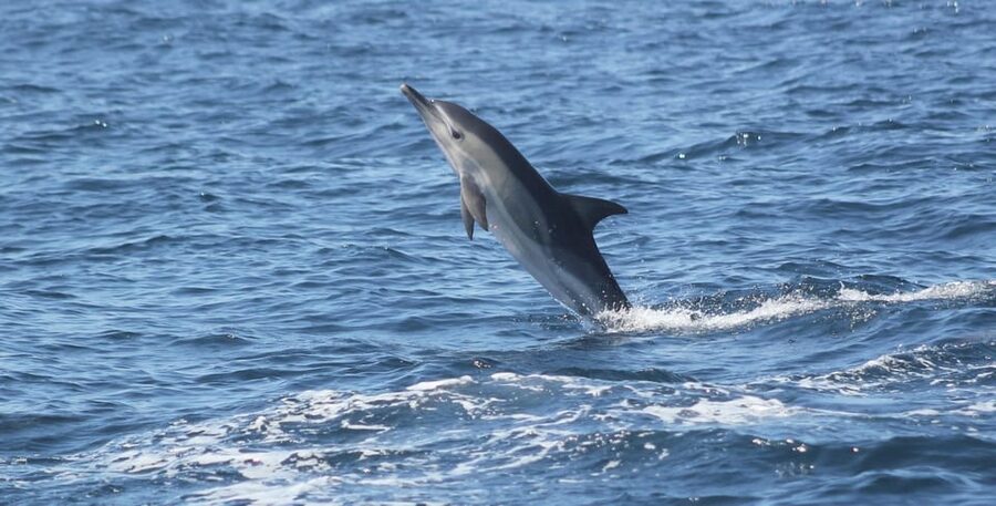 Sagres: Dolphin Watching Tour - Cape Cruiser check-in at Baleeira: quick start, real sea time
