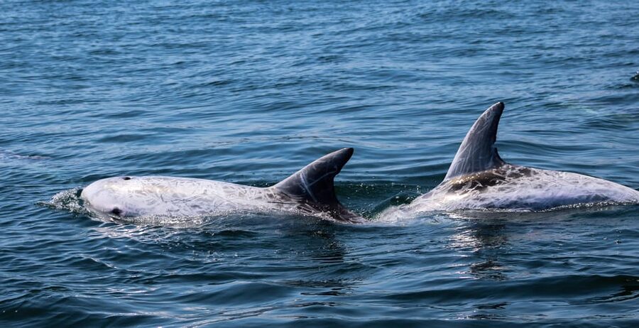 Sagres: Dolphin Watching Tour - What happens before you leave the dock: briefing, jackets, and simple rules