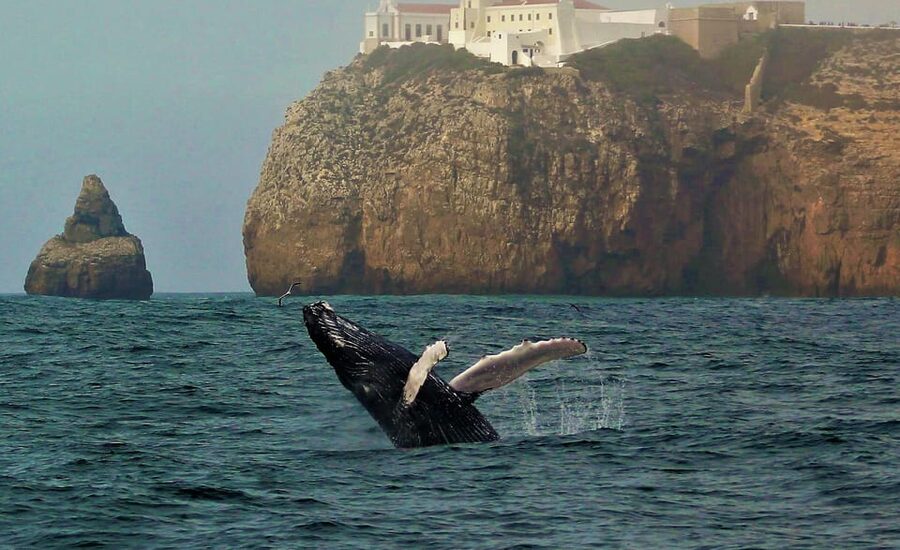 Sagres Wildlife Adventure: Dolphin and Whale Watching Tour - What the marine biologist actually adds to the cruise
