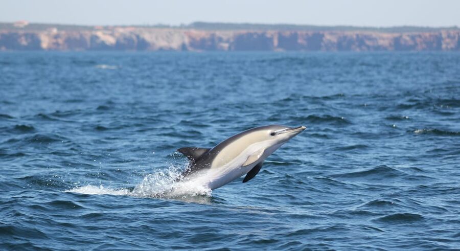 Sagres Wildlife Adventure: Dolphin and Whale Watching Tour - What you might see: dolphins, whales, seabirds, and surprises