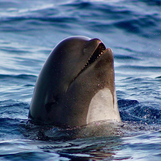 Sagres: Wildlife Tour Dolphins and Caves - Key points you’ll care about