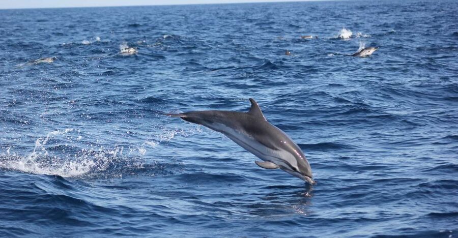 Sagres: Wildlife Tour Dolphins and Caves - Sagres for Dolphins and Caves: Why This 2-Hour Plan Works