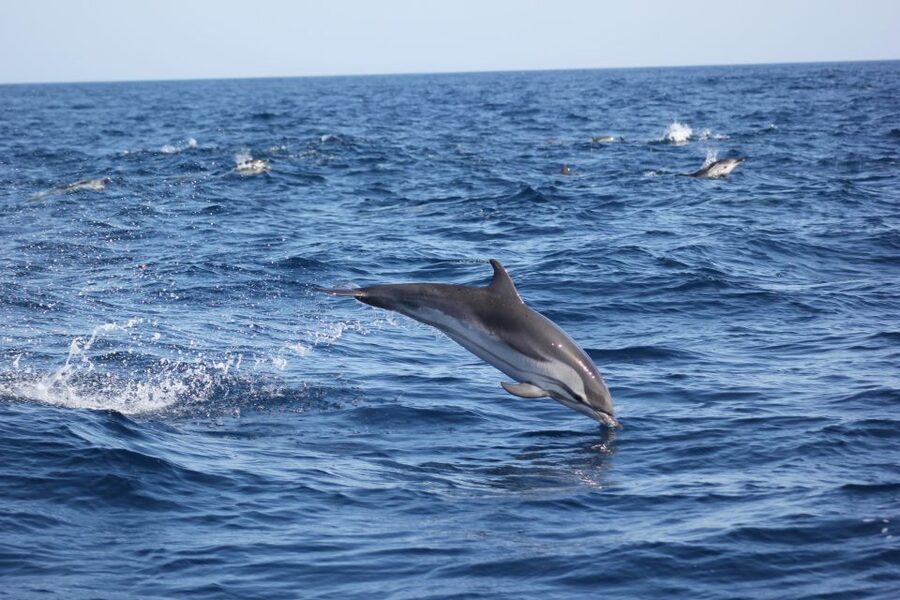 Sagres: Wildlife Tour Dolphins and Caves - Practical Tips for a Smooth Trip in Sagres