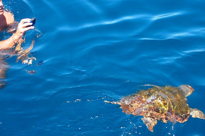 Sailing Boat-always private-always by sail-search for dolphins - Dolphins, turtles, and sunfish: what you’re likely to see