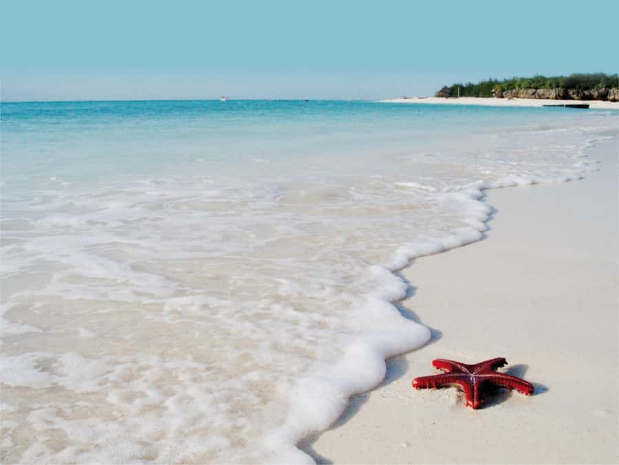 Salaam Cave Tour, Lunch at The Rock, Mnemba Dolphin Tour - A practical Zanzibar day: beach, turtles, lunch, dolphins