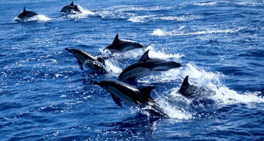 Salaam Cave Tour, Lunch at The Rock, Mnemba Dolphin Tour - Lunch at The Rock Restaurant Zanzibar (Pingwe): the view break