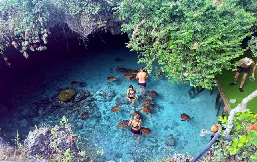 Salaam Cave Tour, Lunch at The Rock, Mnemba Dolphin Tour - Mnemba Island Atoll: snorkeling, dolphins, and a shallow sandbank