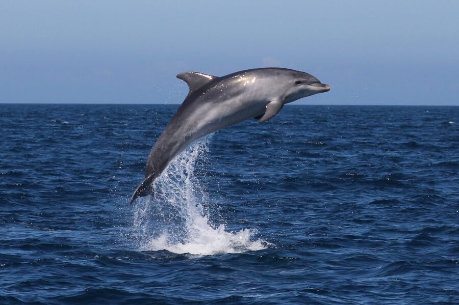 Salema: Dolphin Watching - Key things to know before you go