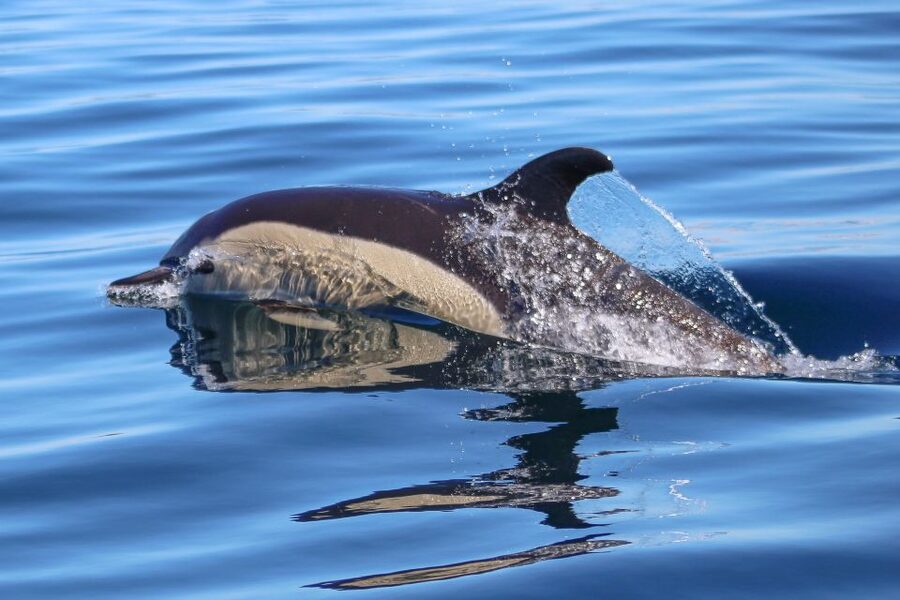 Salema: Dolphin Watching - Where Salema dolphin watching feels different