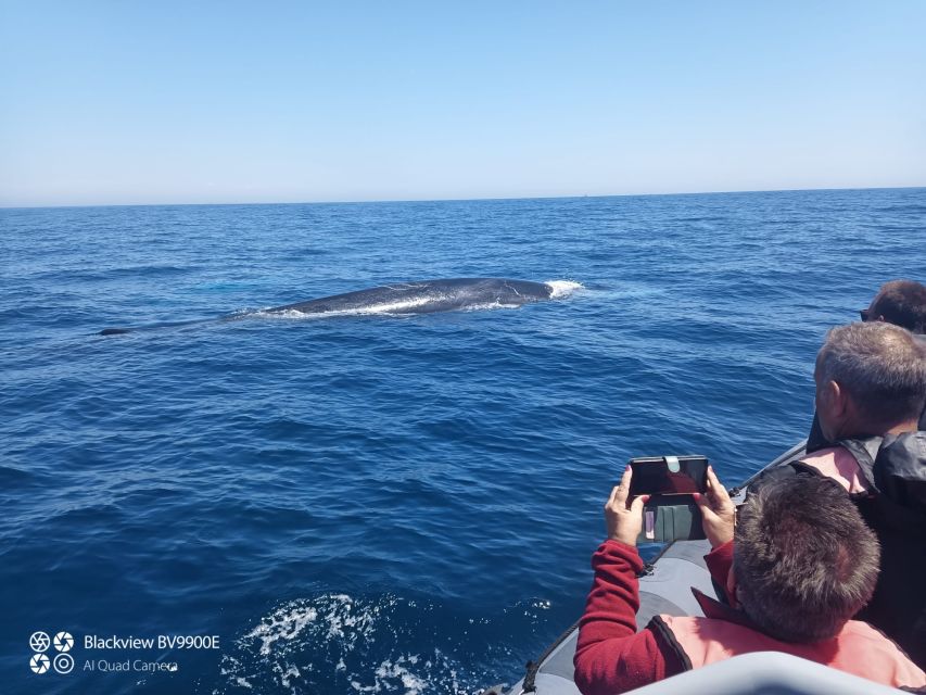 Salema: Dolphin Watching - The 90 minutes: what the timing really buys you