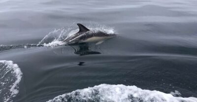 Salema: Dolphin Watching - Boats that make spotting more likely (and comfier)