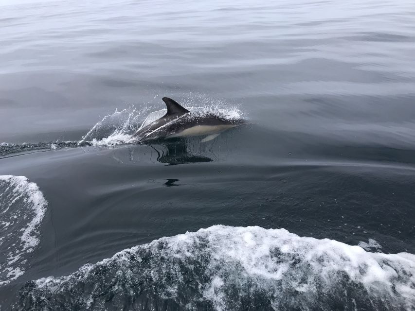 Salema: Dolphin Watching - Step-by-step: how your day moves from meeting point to water