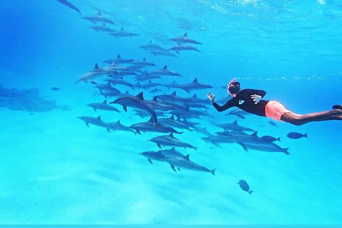 Samadai Dolphin House Snorkel Trip - Marsa Alam - Sha’ab Samadai: Why This Place Gets Called the Dolphin House