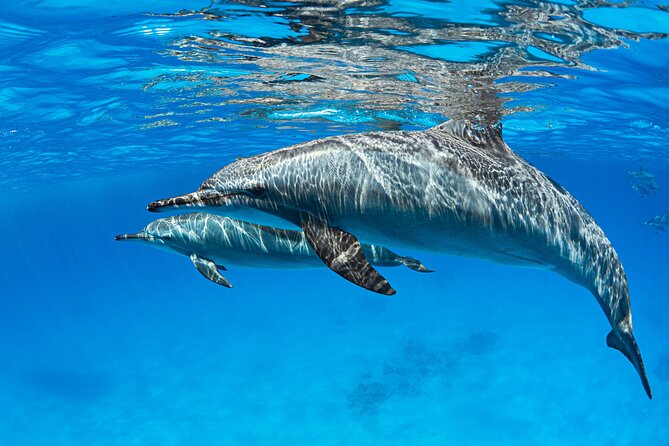 Samadai Dolphin House Snorkel Trip - Marsa Alam - Price and Value: What You Pay for at $80 Per Person