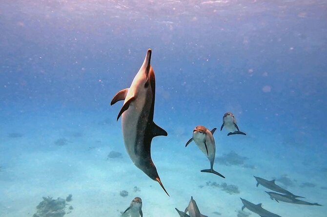 Samadai Dolphin House Snorkel Trip - Marsa Alam - Crowds in the Water: The Main Thing to Watch