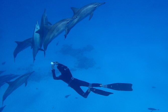 Samadai Dolphin House Snorkel Trip - Marsa Alam - Practical Tips to Get the Most From This Day