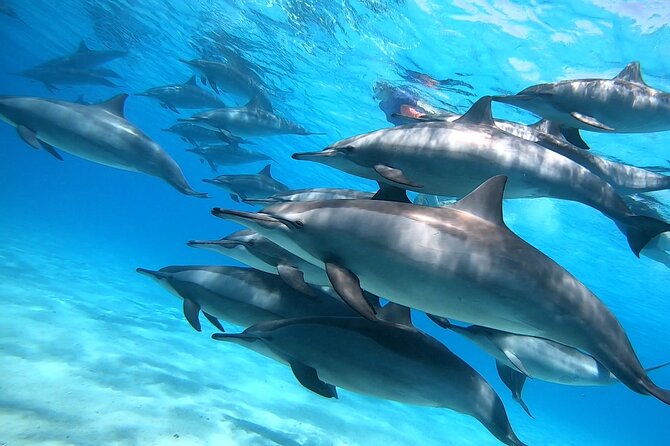 Samadai Dolphin House Snorkel Trip - Marsa Alam - Should You Book the Samadai Dolphin House Snorkel Trip?