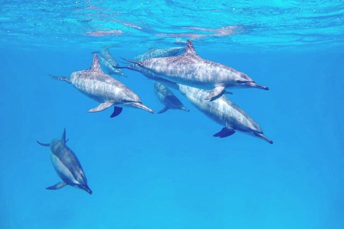 Samadai Dolphin House Snorkel Trip - Marsa Alam - Lunch Onboard: Why the Meal Matters More Than You’d Think